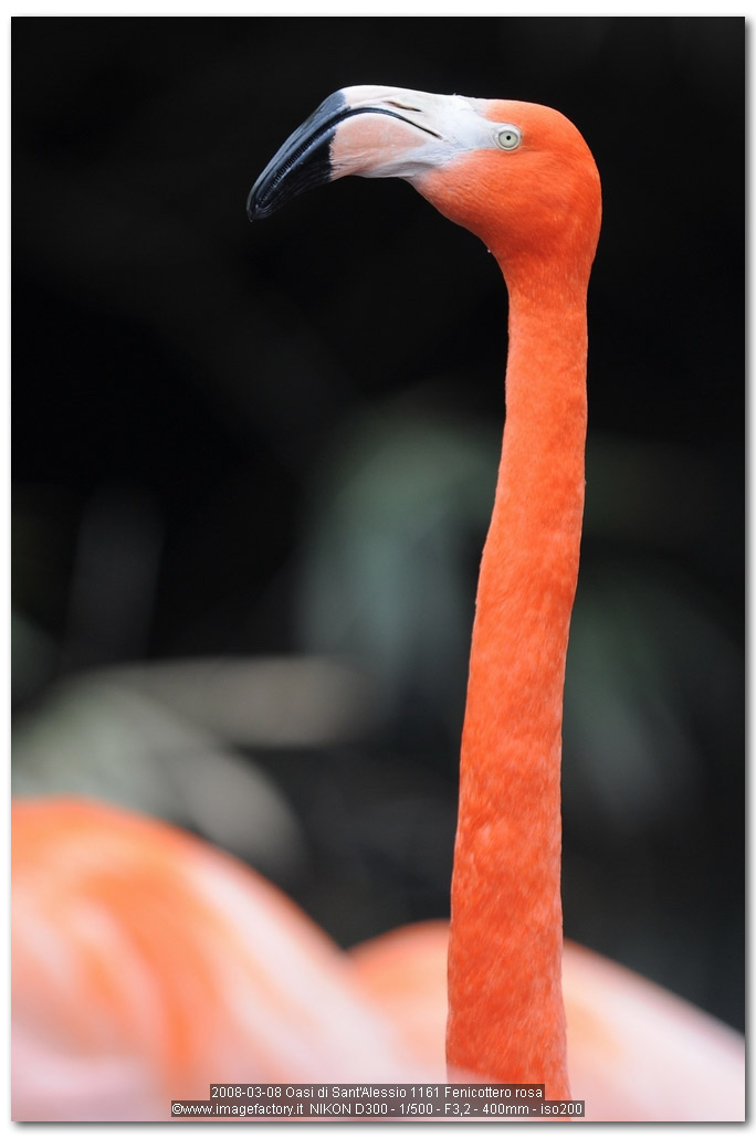 Avifauna humor